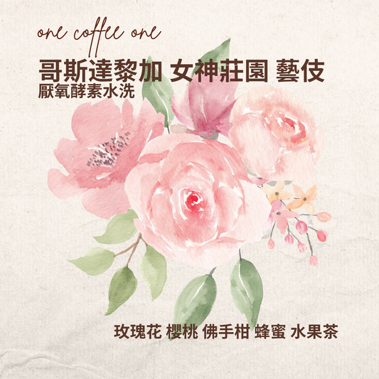 哥斯達黎加 女神莊園 藝妓 厭氧酵素水洗