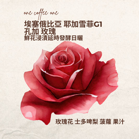 埃塞俄比亞 耶加雪菲G1 孔加 玫瑰