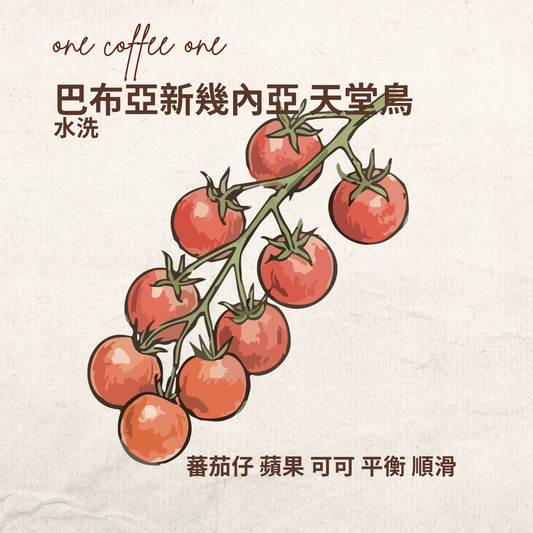 巴布亞新幾內亞 天堂鳥 水洗
