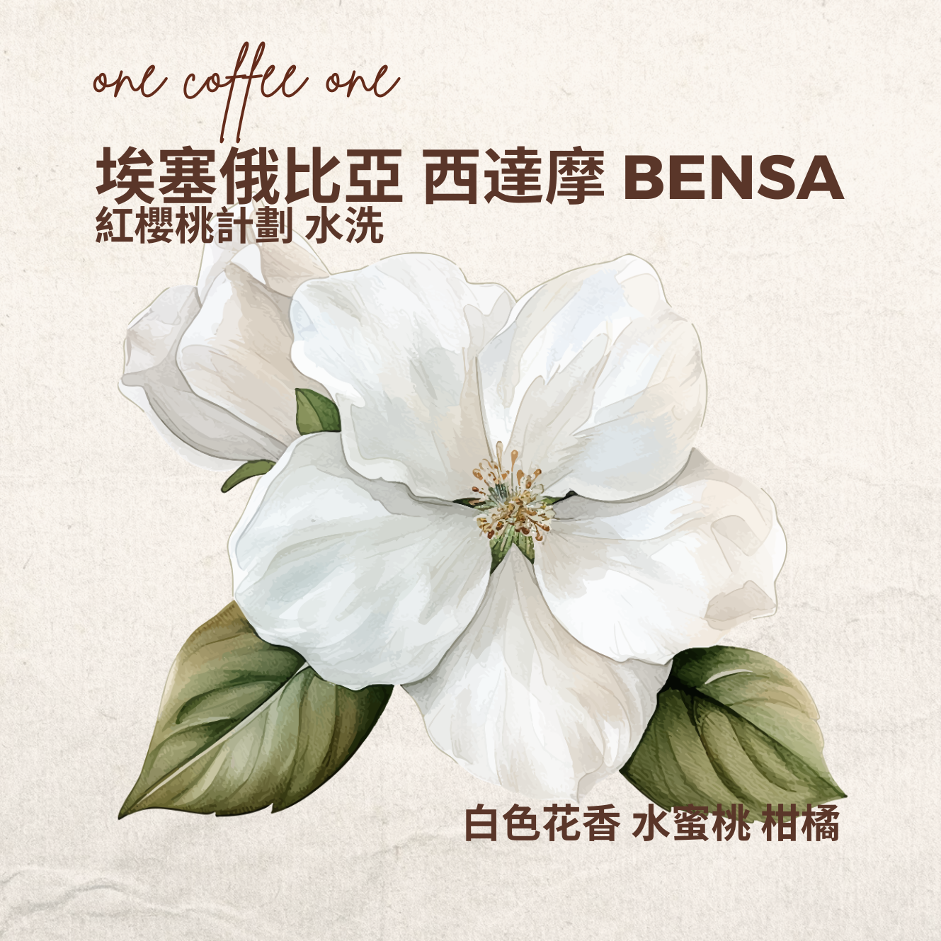 埃塞俄比亞 西達摩 BENSA 紅櫻桃計劃 水洗