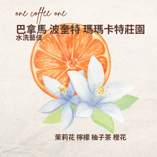巴拿馬 波奎特 Mama Cata 瑪瑪卡特莊園 水洗藝伎