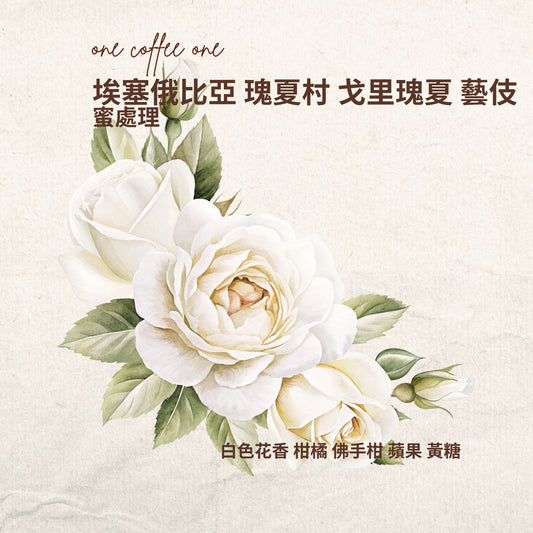 埃塞俄比亞-玫夏村-戈里玫夏-藝伎-蜜處理